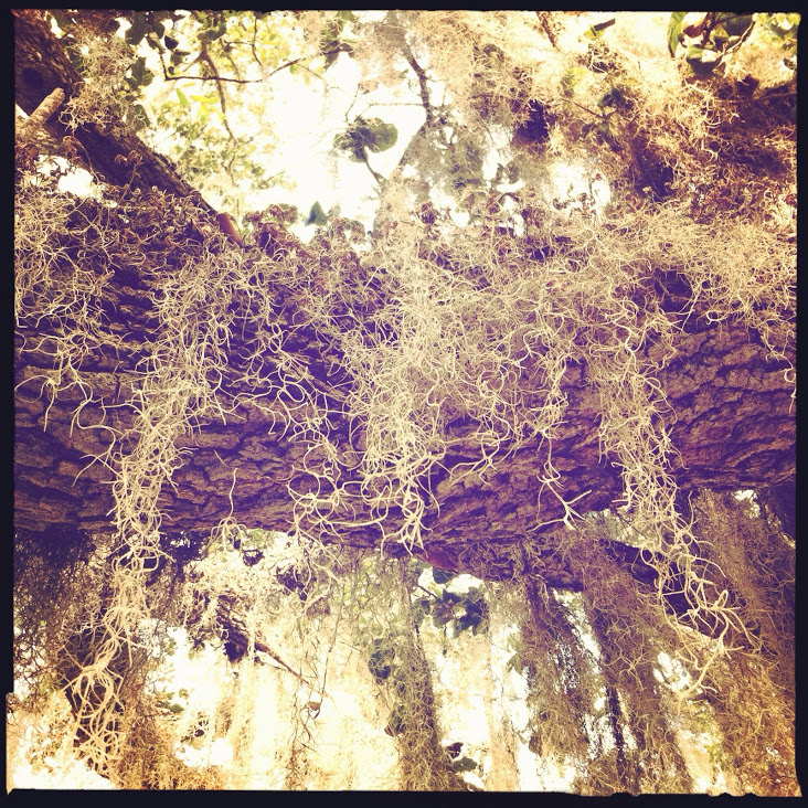 IMAGE_21DE83CA-9C02-435D-B8D2-67D747C3472A