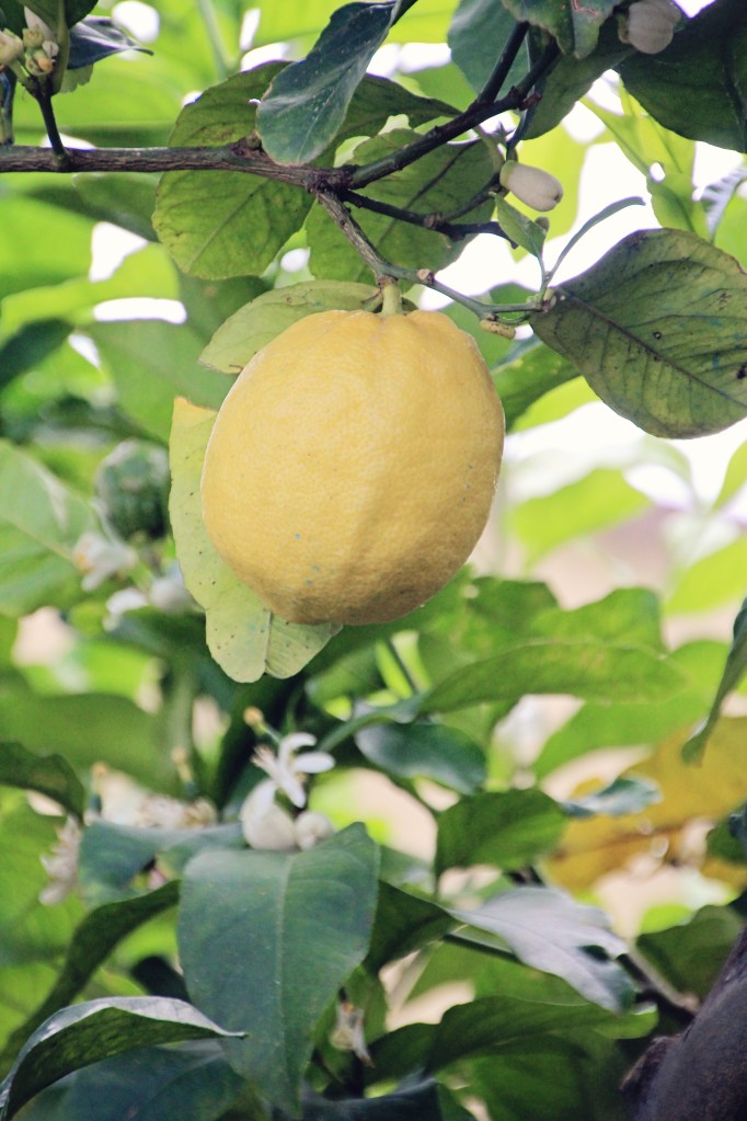 whatcapricapJPGway40999