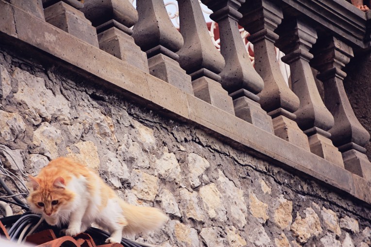 whatcapricapJPGway44999